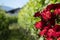 Red roses with blurred vineyard in background
