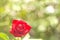 Red roses on bokeh background,Closeup Romantic red roses on bokeh abstract valentine