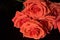 Red roses of a brick shade on a black background, mourning composition.