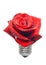 red roses bulb, lightbulb with plant