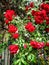 Red roses on a bush and green leaves beauty feeling grandeur