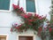 Red Roses Climbing Blue Building in Italy