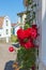 Red roses climbing on a wall