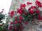 Red roses climbing the wall of an old stone tower