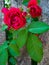 Red roses climbing on the wooden fence