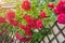 Red roses climbing on wooden fence