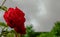 red roses close up against a cloudy sky