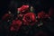 Red roses close-up dark romantic background.