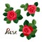 Red roses collection.