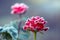 Red roses covered with frost on a blurred background