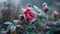 Red roses covered with frost in the winter garden, generative AI.