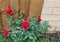 Red roses, flower bouquets in the garden, with a blurred background with a brown wall, symbolize love, with a wonderful romantic