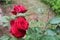 Red roses in garden