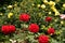 Red roses in the garden on a background of yellow and pink roses. Breeding, caring for roses, beautiful postcard