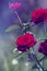 Red roses in a garden. Close-up of garden rose. red roses with w