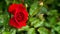 Red roses in the garden with sunlight.