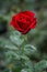 Red Roses With Green Blurry Background.. Just Say With Flower and Bright Your Day.