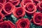 Red roses with green leaves background. Beautiful up-close flowers buds.