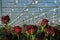 Red roses grow in modern dutch greenhouse