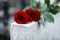 Red roses on light grey tombstone outdoors. Funeral ceremony