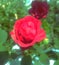 red roses look very beautiful and natural