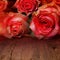 Red roses for a love message