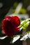 red roses macro blooming close up