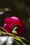 red roses macro blooming close up