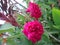 Red roses in the middle of the garden showing their beauty.