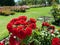 Red roses in a natural bouquet