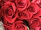 Red roses are often considered the universal symbol of love.