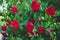 Red roses outside against the backdrop of greenery, selective focus. Flowers bush blooming in garden. Summer season