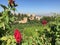 Red Roses Over Alhambra