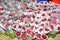 Red roses packed for selling at the nightly flower market Pak Klong Thalat in Bangkok