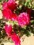 Red Roses at Park shining in broad daylight