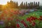 Red roses and phloxes at far distances at park in Moscow