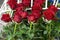 Red Roses in Production Line, Ecuador