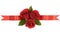 Red roses ribbon banner border straight horizontal