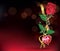 Red roses with ribbon and necklet