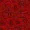 Red roses seamless pattern for valenines day