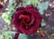Red roses shrub. Rosa gallica. Rosa chinensis. Rose blooming in green summer garden. Landscape gardening