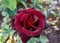 Red roses shrub. Rosa gallica. Rosa chinensis. Rose blooming in green summer garden. Landscape gardening