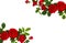 Red roses shrub rose on a white background with space for text. Top view. Flat lay
