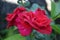 Red roses sign of love with leaves the leaves ar blurred