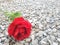 Red roses and stony ground