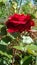 Red roses symbolize love