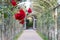  red roses in a tunnel made of flowers at Schonbrunn Palace Garden in Vienna Austria. Selected focus