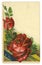 Red Roses Vintage Postcard