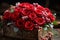 Red roses in a weathered wooden crate evoking a sense of timeless romance, valentine, dating and love proposal image