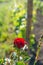 Red roses and wood post with vines in Bordeaux vineyard. New grape buds and young leafs in spring growing with roses in